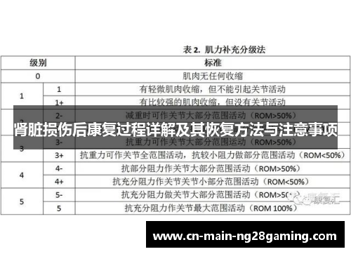肾脏损伤后康复过程详解及其恢复方法与注意事项
